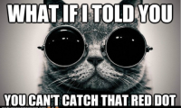 funny-pictures-cat-morpheus