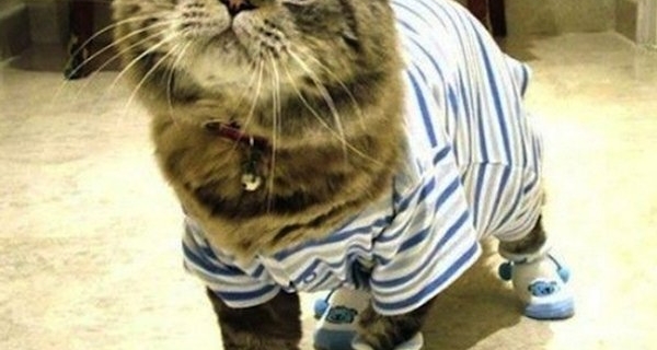 Caturday – Le samedi, on reste en pyjama !