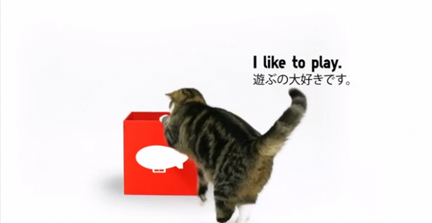 Caturday – Maru se lance dans la pub !