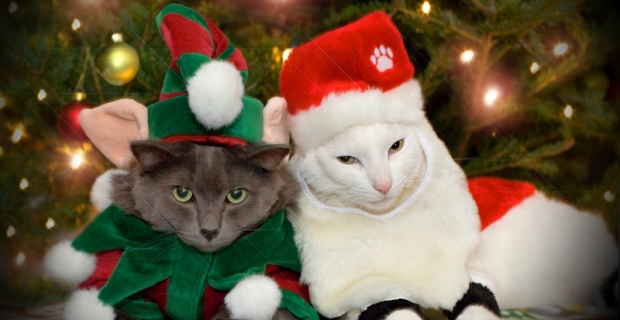 Caturday – Joyeux Noël