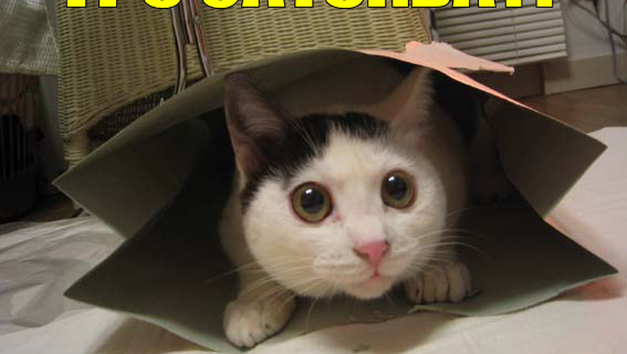It’s caturday ?