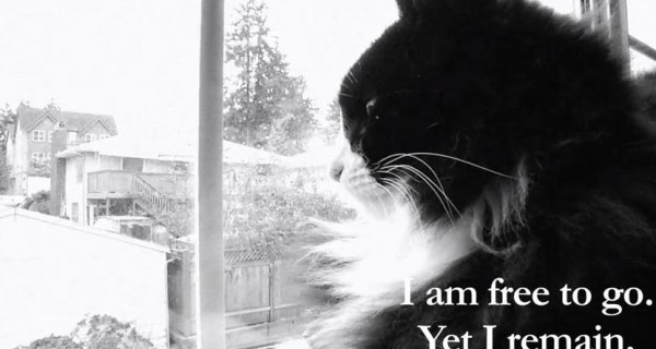 Caturday – Le lauréat du premier concours de vidéo de Lolcat